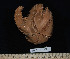  ( - HLC-24870)  @13 [ ] CreativeCommons - Attribution (2010) Unspecified Centre for Biodiversity Genomics