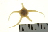  (Stegophiura - HLC-L02601)  @14 [ ] CreativeCommons - Attribution (2012) CBG Photography Group Centre for Biodiversity Genomics