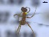  (Pheidole cf. biconstricta - CTGA - I_005)  @11 [ ] 90174 (2023) Aline Ximenes SISBIO