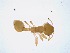  (Pheidole dorsata - IAvH-E-254358)  @11 [ ] Copyright (2073) Instituto de Investigacion Alexander von Humboldt (IAvH) Instituto de Investigacion Alexander von Humboldt (IAvH)