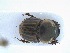  ( - IAvH-E-255336)  @11 [ ] Copyright (2134) Instituto de Investigacion Alexander von Humboldt (IAvH) Instituto de Investigacion Alexander von Humboldt (IAvH)