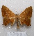  (Prochoerodes onustaria - MACN-Bar-Lep-ct 05738)  @14 [ ] Copyright (2013) MACN Museo Argentino de Ciencias Naturales "Bernardino Rivadavia"