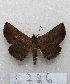  ( - MACN-Bar-Lep-ct 05786)  @13 [ ] Copyright (2013) MACN Museo Argentino de Ciencias Naturales "Bernardino Rivadavia"