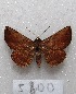  ( - MACN-Bar-Lep-ct 05800)  @13 [ ] Copyright (2013) MACN Museo Argentino de Ciencias Naturales "Bernardino Rivadavia"