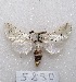  ( - MACN-Bar-Lep-ct 05830)  @13 [ ] Copyright (2014) MACN Museo Argentino de Ciencias Naturales "Bernardino Rivadavia"