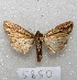  ( - MACN-Bar-Lep-ct 05850)  @14 [ ] Copyright (2014) MACN Museo Argentino de Ciencias Naturales "Bernardino Rivadavia"