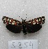  ( - MACN-Bar-Lep-ct 05854)  @13 [ ] Copyright (2014) MACN Museo Argentino de Ciencias Naturales "Bernardino Rivadavia"