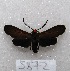  ( - MACN-Bar-Lep-ct 05872)  @12 [ ] Copyright (2014) MACN Museo Argentino de Ciencias Naturales "Bernardino Rivadavia"