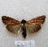  ( - MACN-Bar-Lep-ct 05877)  @14 [ ] Copyright (2014) MACN Museo Argentino de Ciencias Naturales "Bernardino Rivadavia"