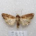  ( - MACN-Bar-Lep-ct 05899)  @14 [ ] Copyright (2014) MACN Museo Argentino de Ciencias Naturales "Bernardino Rivadavia"