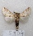  ( - MACN-Bar-Lep-ct 05904)  @13 [ ] Copyright (2014) MACN Museo Argentino de Ciencias Naturales "Bernardino Rivadavia"
