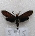  ( - MACN-Bar-Lep-ct 05915)  @12 [ ] Copyright (2014) MACN Museo Argentino de Ciencias Naturales "Bernardino Rivadavia"