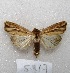 ( - MACN-Bar-Lep-ct 05917)  @14 [ ] Copyright (2014) MACN Museo Argentino de Ciencias Naturales "Bernardino Rivadavia"