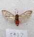  ( - MACN-Bar-Lep-ct 05922)  @13 [ ] Copyright (2014) MACN Museo Argentino de Ciencias Naturales "Bernardino Rivadavia"
