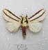  (Giacomellia bilineata - MACN-Bar-Lep-ct 06115)  @14 [ ] Copyright (2014) MACN Museo Argentino de Ciencias Naturales "Bernardino Rivadavia"