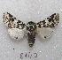  ( - MACN-Bar-Lep-ct 06147)  @13 [ ] Copyright (2014) MACN Museo Argentino de Ciencias Naturales "Bernardino Rivadavia"