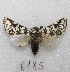  ( - MACN-Bar-Lep-ct 06185)  @13 [ ] Copyright (2014) MACN Museo Argentino de Ciencias Naturales "Bernardino Rivadavia"