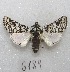  ( - MACN-Bar-Lep-ct 06189)  @13 [ ] Copyright (2014) MACN Museo Argentino de Ciencias Naturales "Bernardino Rivadavia"