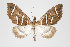  (Psaliodes sp. PSEO0 - Pl00002)  @13 [ ] Copyright (2010) Gunnar Brehm Research Collection of Gunnar Brehm