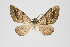  (Psaliodes sp. PSEO2 - Pl00004)  @13 [ ] Copyright (2010) Gunnar Brehm Research Collection of Gunnar Brehm
