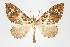  (Psaliodes sp. PSEO3 - Pl00006)  @13 [ ] Copyright (2010) Gunnar Brehm Research Collection of Gunnar Brehm