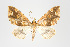  (Psaliodes sp. PSEO4 - Pl00007)  @13 [ ] Copyright (2010) Gunnar Brehm Research Collection of Gunnar Brehm