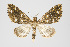  (Psaliodes sp. PSEO5 - Pl00008)  @14 [ ] Copyright (2010) Gunnar Brehm Research Collection of Gunnar Brehm