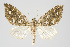  ( - Pl00017)  @11 [ ] Copyright (2010) Gunnar Brehm Research Collection of Gunnar Brehm