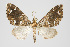  (Psaliodes sp. PSEO15 - Pl00021)  @13 [ ] Copyright (2010) Gunnar Brehm Research Collection of Gunnar Brehm