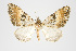  (Psaliodes sp. PSEO16 - Pl00022)  @15 [ ] Copyright (2010) Gunnar Brehm Research Collection of Gunnar Brehm