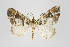  (Psaliodes sp. PSEO21 - Pl00027)  @14 [ ] Copyright (2010) Gunnar Brehm Research Collection of Gunnar Brehm