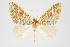  (Psaliodes sp. PSEO23 - Pl00029)  @15 [ ] Copyright (2010) Gunnar Brehm Research Collection of Gunnar Brehm