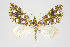  (Psaliodes sp. PSEO24 - Pl00030)  @13 [ ] Copyright (2010) Gunnar Brehm Research Collection of Gunnar Brehm