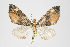  (Psaliodes sp. PSEO25 - Pl00031)  @14 [ ] Copyright (2010) Gunnar Brehm Research Collection of Gunnar Brehm