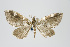  (Psaliodes sp. PSEO29 - Pl00035)  @13 [ ] Copyright (2010) Gunnar Brehm Research Collection of Gunnar Brehm