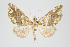  (Psaliodes sp. PSEO30 - Pl00036)  @15 [ ] Copyright (2010) Gunnar Brehm Research Collection of Gunnar Brehm