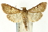  (Psara chathamalis - CNCLEP00089885)  @15 [ ] CreativeCommons - Attribution Non-Commercial Share-Alike (2011) Jean-Francois Landry, CNC and Zhaofu Yang, BIO Canadian National Collections