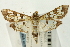  ( - CNCLEP00089907)  @14 [ ] CreativeCommons - Attribution Non-Commercial Share-Alike (2011) Jean-Francois Landry, CNC and Zhaofu Yang, BIO Canadian National Collections