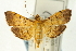  (Omiodes indicata - CNCLEP00089912)  @15 [ ] CreativeCommons - Attribution Non-Commercial Share-Alike (2011) Jean-Francois Landry, CNC and Zhaofu Yang, BIO Canadian National Collections
