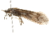  (Ceraclea cancellata - 10BBCAD-022)  @14 [ ] CreativeCommons - Attribution (2010) Unspecified Centre for Biodiversity Genomics