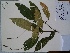  (Capparidastrum sola - AP-10497)  @11 [ ] Copyright (2050) Unspecified Columbus State University
