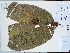  (Eugenia longisepala - AP-10503)  @11 [ ] Copyright (2056) Unspecified Columbus State University