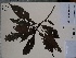  (Psychotria romolerouxiana - AP-10532)  @11 [ ] Copyright (2081) Unspecified Columbus State University