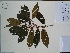  (Chrysophyllum ovale - AP-10582)  @11 [ ] Copyright (2041) Unspecified Columbus State University