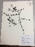  (Galium hypocarpium - RLJ-11001)  @11 [ ] Copyright (2017) Unspecified Columbus State University