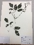  (Tourrettia lappacea - RLJ-11004)  @11 [ ] Copyright (2017) Unspecified Columbus State University