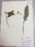  (Faramea calyptrata - RLJ-11012)  @11 [ ] Copyright (2017) Unspecified Columbus State University