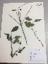  (Eugenia dibrachiata - RLJ-11014)  @11 [ ] Copyright (2017) Unspecified Columbus State University