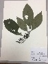  (Besleria cf. modica - RLJ-11015)  @11 [ ] Copyright (2017) Unspecified Columbus State University