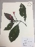  (Fuchsia macrostigma - RLJ-11033)  @11 [ ] Copyright (2017) Unspecified Columbus State University